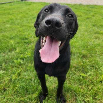Daniel -  Black Labrador Retriever Dog for Adoption in Fort Wayne, Indiana - Daniel | PetCurious