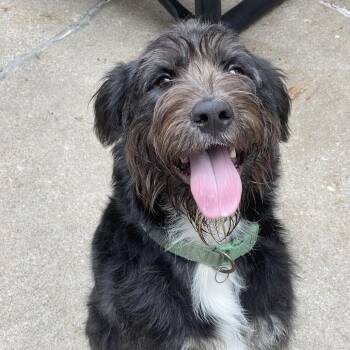 Oscar -  Standard Schnauzer and Mixed Breed Dog for Adoption in Tulsa, Oklahoma - Oscar | PetCurious