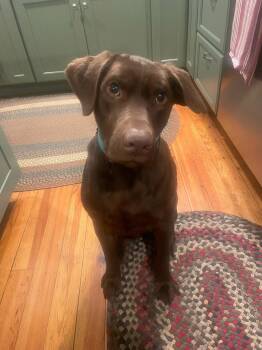 Rescue Chocolate Labrador Retriever Dogs for Adoption in Huntington, New York - Graham | PetCurious