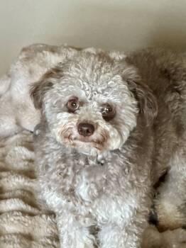 Lyla -  Cockapoo and Poodle Dog for Adoption in Elk Grove, California - Lyla | PetCurious