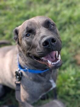 Rescue Labrador Retriever and Mixed Breed Dogs for Adoption in Yakima, Washington - Smokey Joe | PetCurious