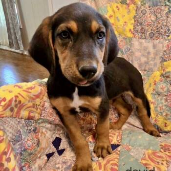 Mixed Breed Dogs Available for Adoption - David | PetCurious