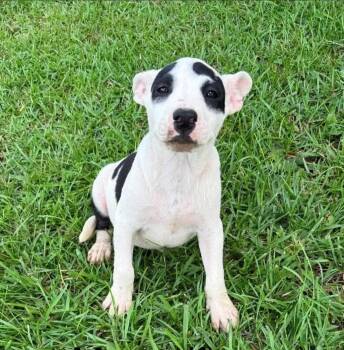 Marty -  Australian Cattle Dog Blue Heeler and American Bully Dog for Adoption in Glocester, Rhode Island - Marty | PetCurious