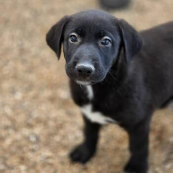Annie JuM -  German Shepherd Dog and Mixed Breed Dog for Adoption in Austin, Texas - Annie JuM | PetCurious