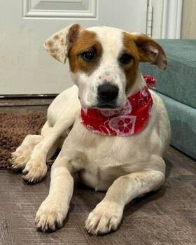 Bandit -  Jack Russell Terrier Dog for Adoption in Lucedale, Mississippi - Bandit | PetCurious