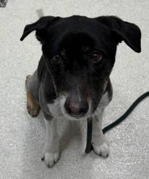 Riley -  Border Collie and Mixed Breed Dog for Adoption in Honolulu, Hawaii - Riley | PetCurious
