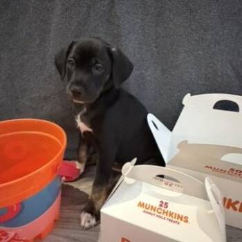 Chihuahua and Mixed Breed Dogs Available for Adoption in Bradenton, Florida - Double Chocolate Munchkin | PetCurious