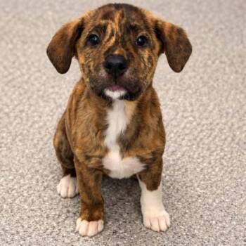Mixed Breed Dogs Available for Adoption - Connie | PetCurious