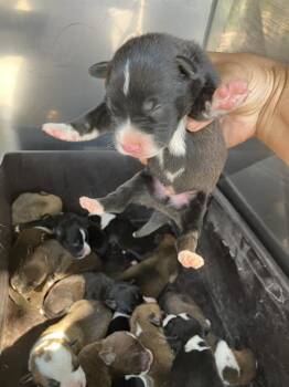MIKE -  Mixed Breed Dog for Adoption in Dallas, Texas - MIKE | PetCurious