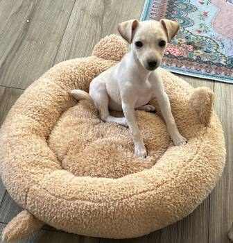 Rescue Xoloitzcuintli Mexican Hairless Dogs for Adoption in Chickasha, Oklahoma - Lexie | PetCurious