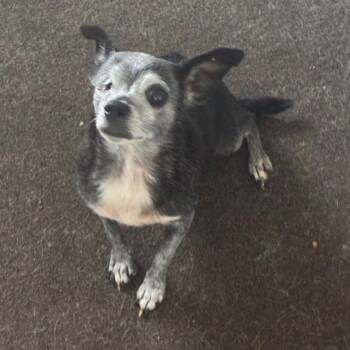 Pepper -  Chihuahua Dog for Adoption in Montgomery, Alabama - Pepper | PetCurious