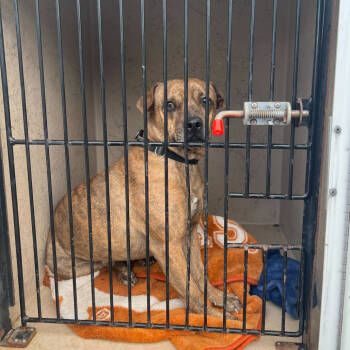 Rescue American Staffordshire Terrier Dogs for Adoption in Apache Junction, Arizona - Happy | PetCurious