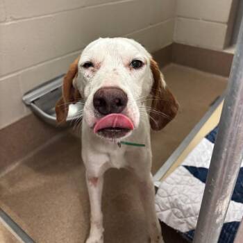 Pako -  Hound Dog Available for Adoption in Hinesville, Georgia - Pako | PetCurious