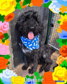 Daphne -  Poodle Dog for Adoption in Fredericksburg, Virginia - Daphne | PetCurious
