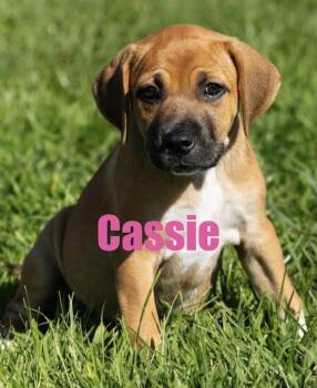 Cassie -  Mountain Cur and Terrier Dog for Adoption in Irwin, Pennsylvania - Cassie | PetCurious