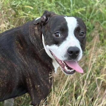 Rescue Terrier and Mixed Breed Dogs for Adoption in Hackett, Arkansas - Drake | PetCurious