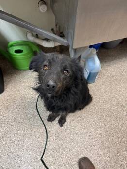 Terrier Dogs Available for Adoption - Justin | PetCurious