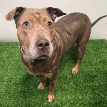 Sofia -  Mixed Breed Dog for Adoption in Columbia, Missouri - Sofia | PetCurious