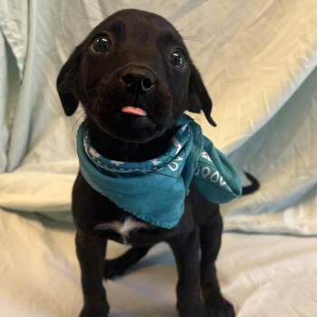 Acadia -  Mixed Breed Dog for Adoption in Canal Winchester, Ohio - Acadia | PetCurious