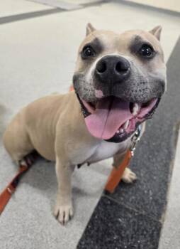 Cake Pop -  Pit Bull Terrier and Mixed Breed Dog for Adoption in Roseville, California - Cake Pop | PetCurious