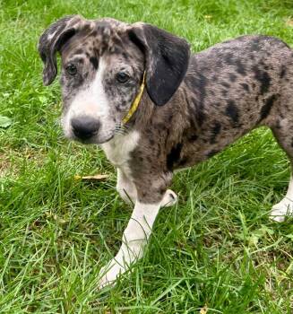 Rose Berry -  Mixed Breed Dog for Adoption in Clinton, Wisconsin - Rose Berry | PetCurious