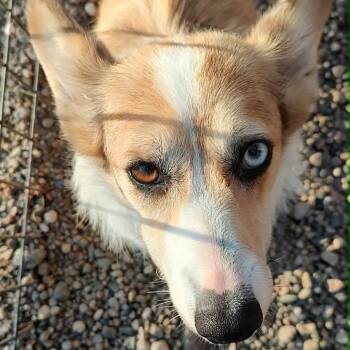 Amy Kate -  Corgi Dog for Adoption in Ada, Minnesota - Amy Kate | PetCurious