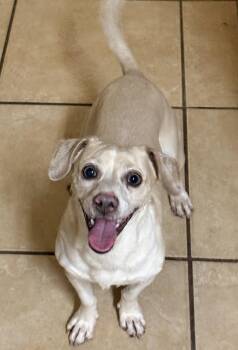 Chihuahua and Beagle Dogs Available for Adoption in San Antonio, Texas - Gary | PetCurious