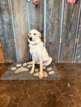EMBER 425 -  Yellow Labrador Retriever Dog for Adoption in New Berlin, Wisconsin - EMBER 425 | PetCurious