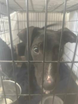 Bowie -  Whippet Dog for Adoption in Pine Grove, Pennsylvania - Bowie | PetCurious