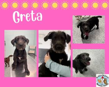 Rescue Terrier Dogs for Adoption in Athens, Tennessee - Greta | PetCurious