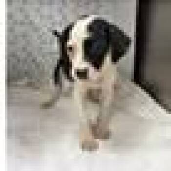 Leigh -  Black And Tan Coonhound and Mixed Breed Dog for Adoption in Tampa, Florida - Leigh | PetCurious