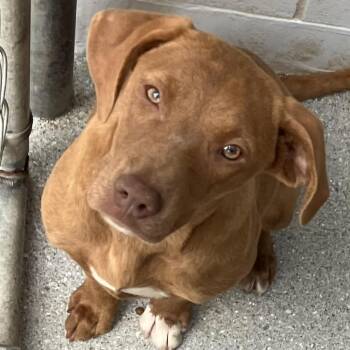 Retriever and Hound Dogs Available for Adoption in Armonk, New York - AAD Upcoming Arrival!  Cypher - 26089 | PetCurious