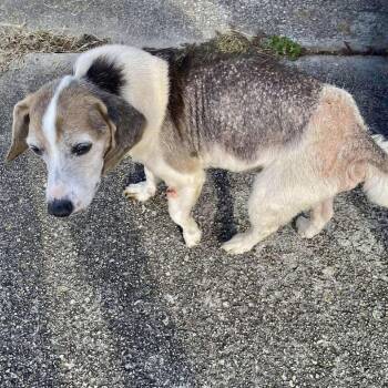 Eddie(HW+) 11-0708 -  Beagle Dog for Adoption in Covington, Georgia - Eddie(HW+) 11-0708 | PetCurious