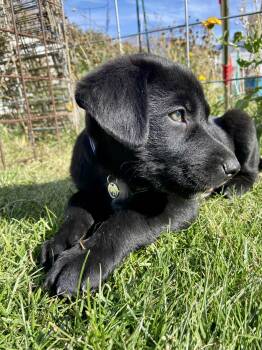 Rescue Labrador Retriever Dogs for Adoption in Midway, Utah - Sully | PetCurious
