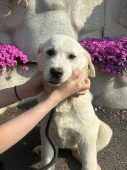 Labrador Retriever Dogs Available for Adoption in Agoura Hills, California - TATO | PetCurious