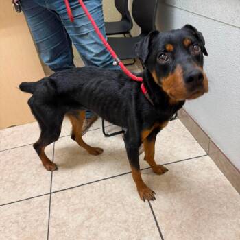 Jazzy Kim F NV -  Doberman Pinscher Dog for Adoption in Las Vegas, Nevada - Jazzy Kim F NV | PetCurious
