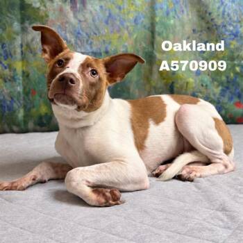 OAKLAND -  Pit Bull Terrier and Mixed Breed Dog for Adoption - OAKLAND | PetCurious