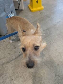 Rescue Terrier and Mixed Breed Dogs for Adoption in Fort Worth, Texas - 59839770 | PetCurious