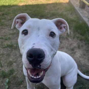 Lilo -  Bull Terrier and Pit Bull Terrier Dog for Adoption in Saint Charles, Missouri - Lilo | PetCurious