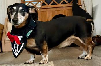 Rescue Dachshund Dogs for Adoption in Fort Walton Beach, Florida - Max | PetCurious