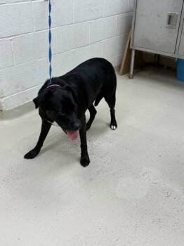 Rescue Pit Bull Terrier Dogs for Adoption in Marietta, Georgia - (858) | PetCurious