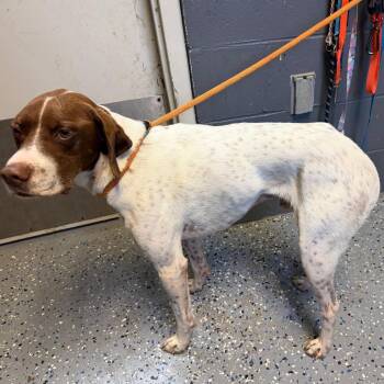 TUSC-Stray-85802 -  German Shorthaired Pointer and Mixed Breed Dog for Adoption in Tuscaloosa, Alabama - TUSC-Stray-85802 | PetCurious