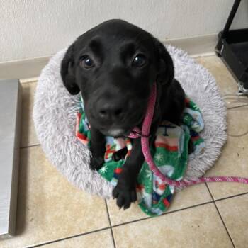 Dr. Sloane -  Labrador Retriever and Mixed Breed Dog for Adoption in Pekin, Illinois - Dr. Sloane | PetCurious