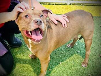 Rescue Pit Bull Terrier Dogs for Adoption in Orlando, Florida - DINA | PetCurious