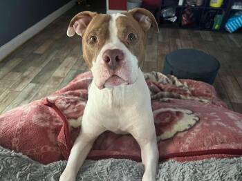 Pit Bull Terrier Dogs Available for Adoption in Mooresville, North Carolina - Sunny | PetCurious