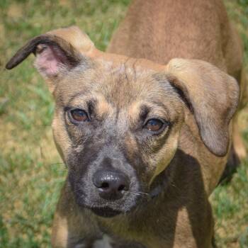 Porter -  Italian Greyhound and Jack Russell Terrier Dog for Adoption in Huntley, Illinois - Porter | PetCurious