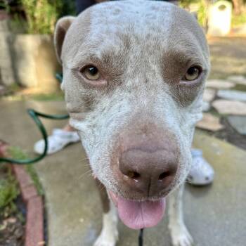 Moo -  Pit Bull Terrier and Mixed Breed Dog for Adoption in San Diego, California - Moo | PetCurious