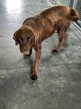Penelope -  Chocolate Labrador Retriever Dog for Adoption in Munfordville, Kentucky - Penelope | PetCurious