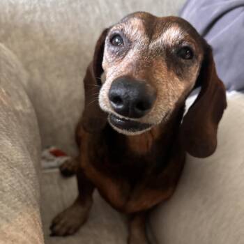 Rose & Bud -  Dachshund Dog for Adoption in Helena, Alabama - Rose & Bud | PetCurious
