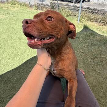 Brody -  Pit Bull Terrier Dog for Adoption in Albemarle, North Carolina - Brody | PetCurious